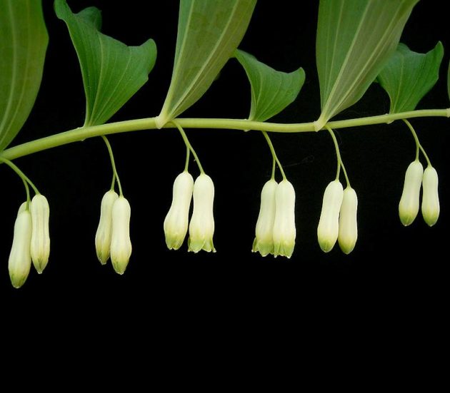kokorik-mnohokvety